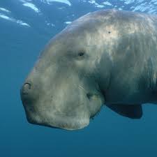 dreary_dugong avatar